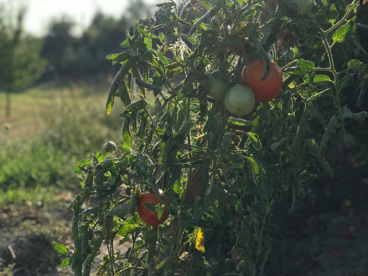 Agriturismo Casallario Volterra Eksteriør bilde